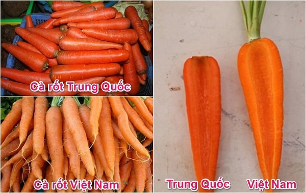 Phan-biet-ca-rot-Trung-Quoc-va-Viet-Nam