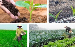 Cái giá quá đắt mà người nông dân phải trả khi mua phân bón giả