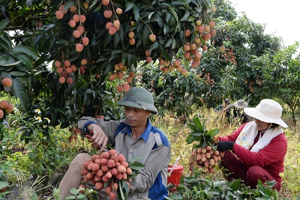 dac-diem-vai-thieu-luc-ngan