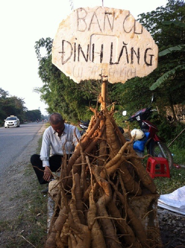 Nhận biết đinh lăng thật giả