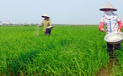 Hướng dẫn giúp cho nông dân phân biệt phân bón thật giả